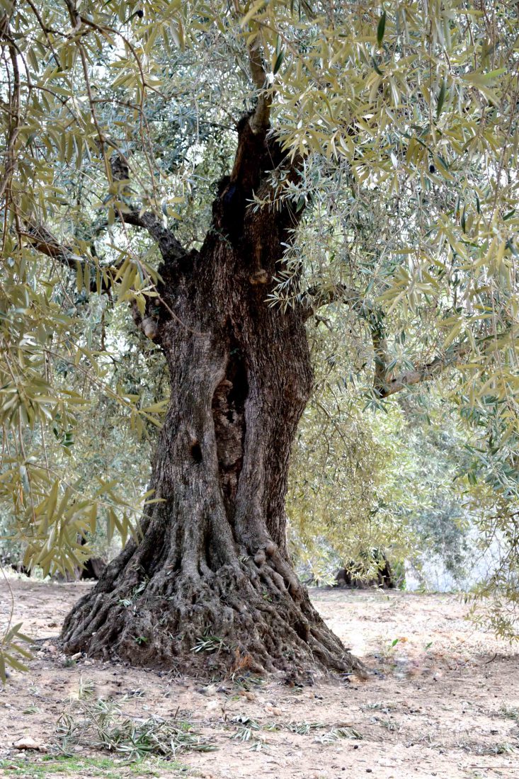 Olivo Lucio <span>07.113.017</span> 1 Apadrina Un Olivo Lucio 17