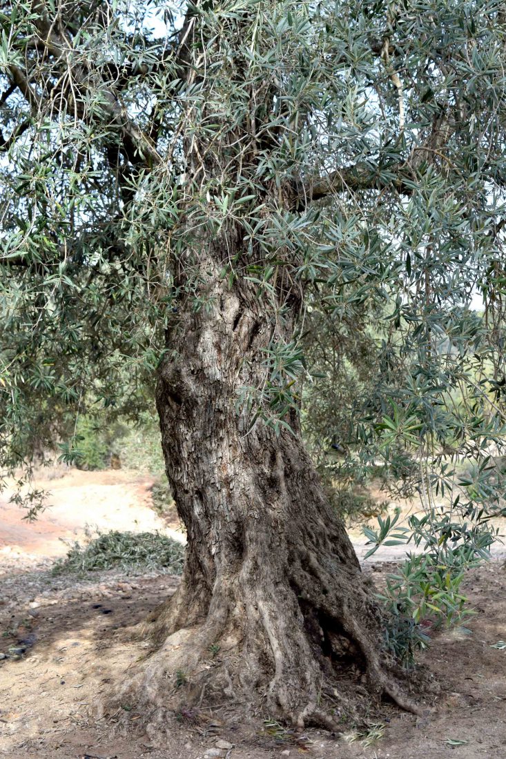 Olivo Lucio <span>07.113.018</span> 1 Apadrina Un Olivo Lucio 18