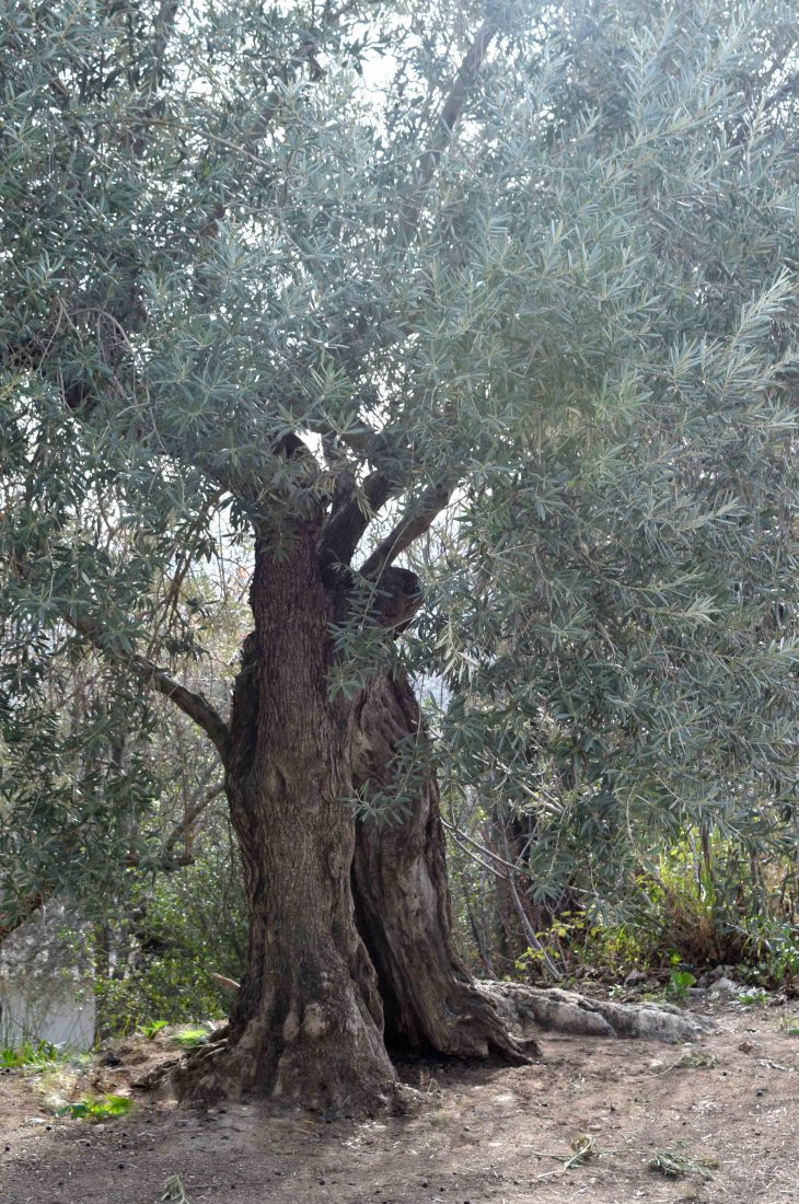 Olivo Lucio <span>07.113.019</span> 1 Apadrina Un Olivo Lucio 19