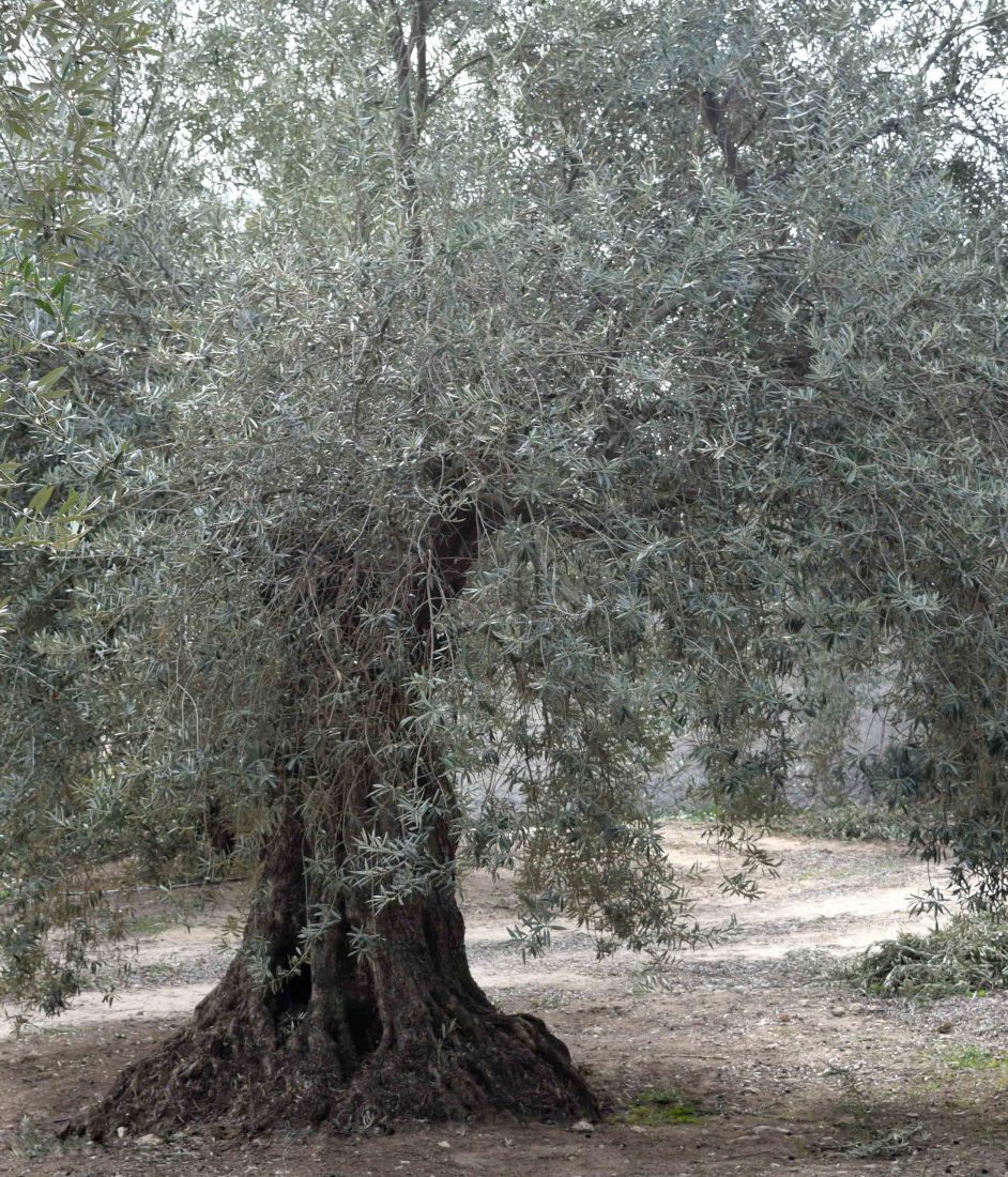Olivo Lucio <span>07.113.024</span> 1 Apadrina Un Olivo Lucio 24