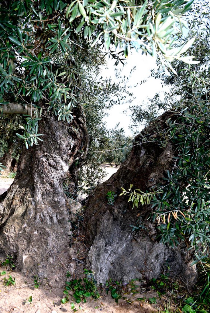 Olivo Lucio <span>07.113.009</span> 1 Apadrina Un Olivo Lucio 9